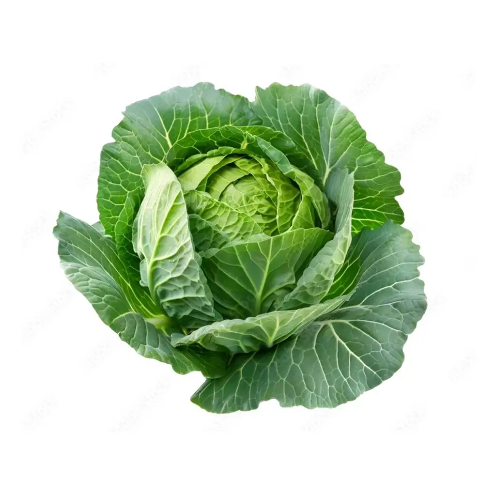 Cabbage